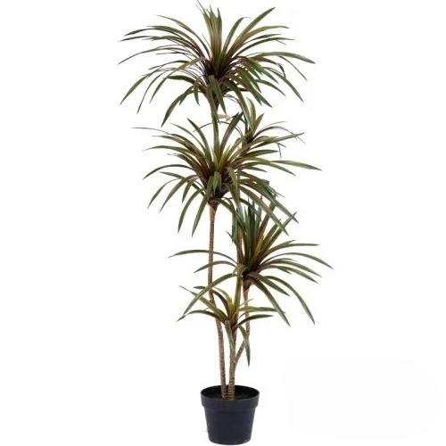 Dracaena Marginata - Simulasi Pohon Dracaena Marginata Tiruan Berwarna-warni,