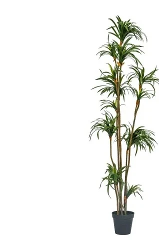 Dracaena Marginata - Simulasi Dracaena Dracaena Marginata Tanaman Hijau