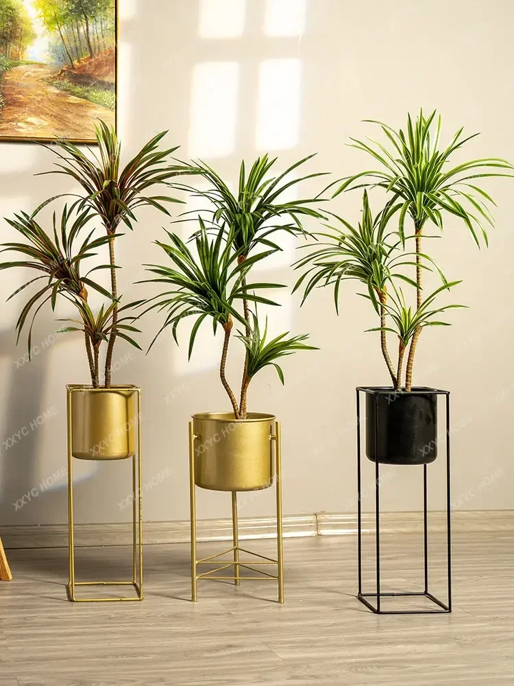 Simulasi Pohon Dracaena Margin - Dracaena Marginata ulasan dan harga