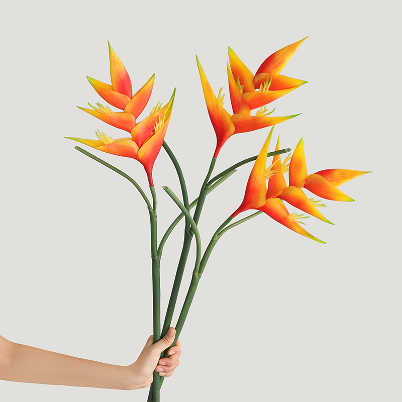 1 Buah Bunga Strelitzia Regina - Bird Paradise Strelitzia ulasan dan harga