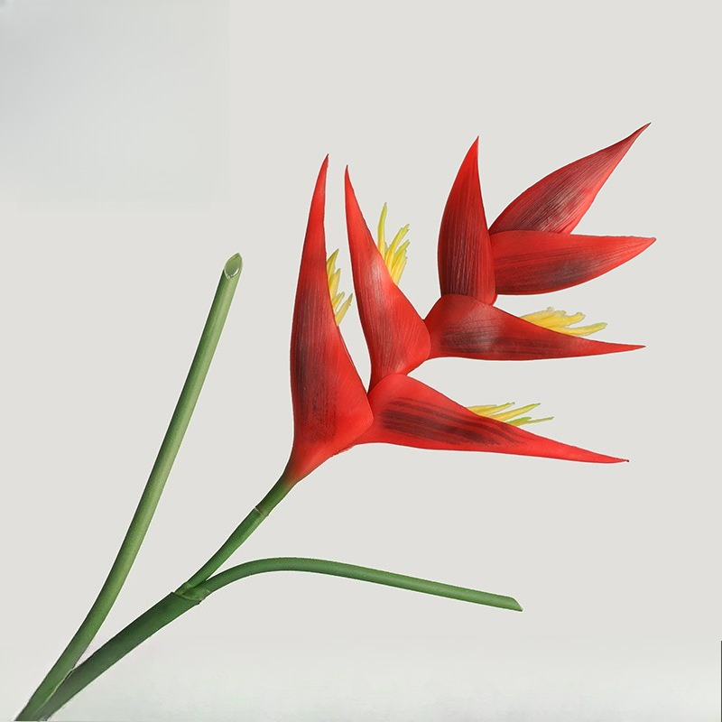1 Buah Bunga Strelitzia Regina - Bird Paradise Strelitzia ulasan dan harga