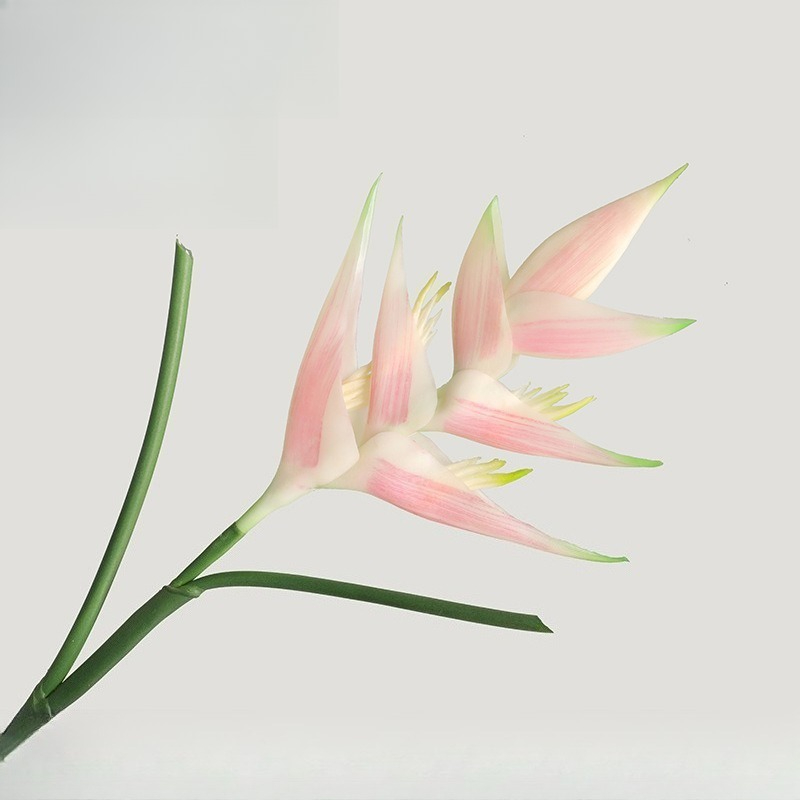 1 Buah Bunga Strelitzia Regina - Bird Paradise Strelitzia ulasan dan harga