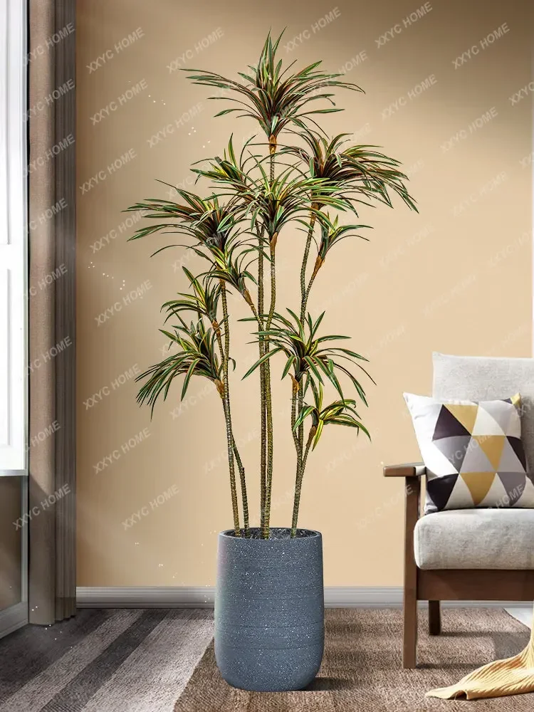 Simulasi Dracaena Dracaena Mar - Dracaena Marginata ulasan dan harga