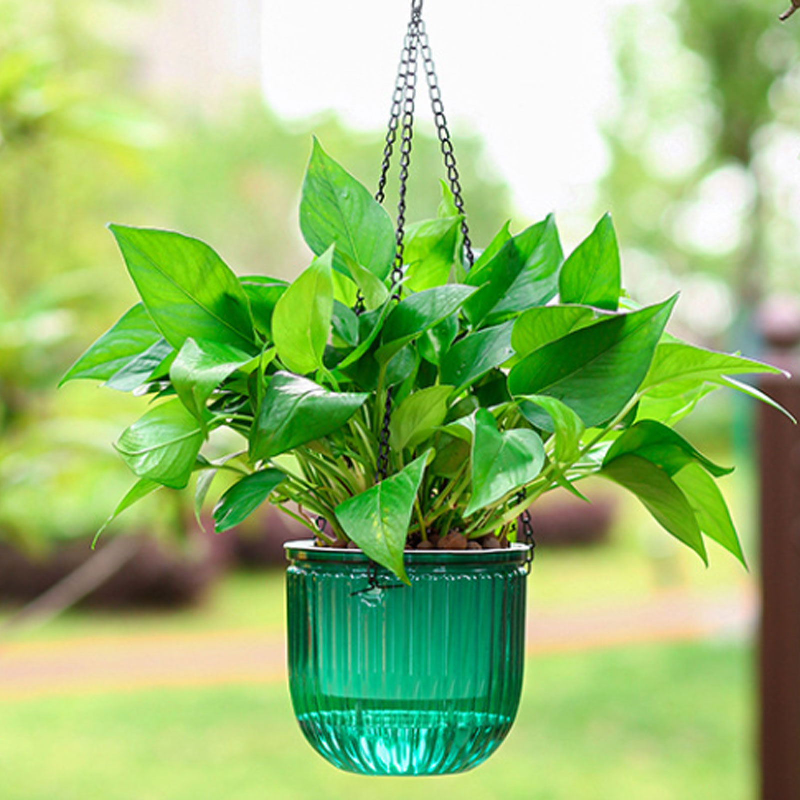 Pot Tanaman Penyiraman Otomati - Spider Plant Hanging ulasan dan harga