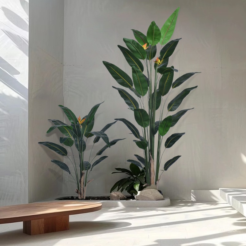 Tanaman Strelitzia Bunga Buata - Bird Paradise Strelitzia ulasan dan harga