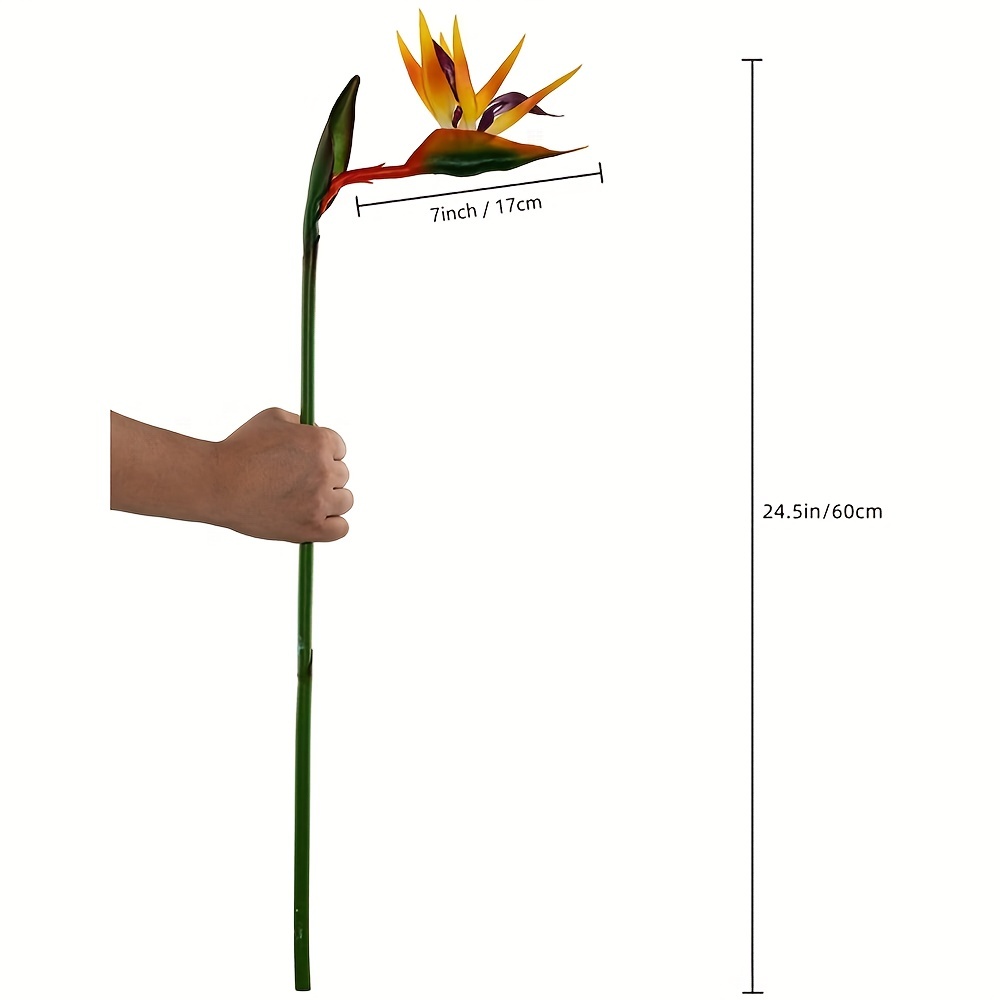 3 buah bunga burung surga bung - Bird Paradise Strelitzia ulasan dan harga