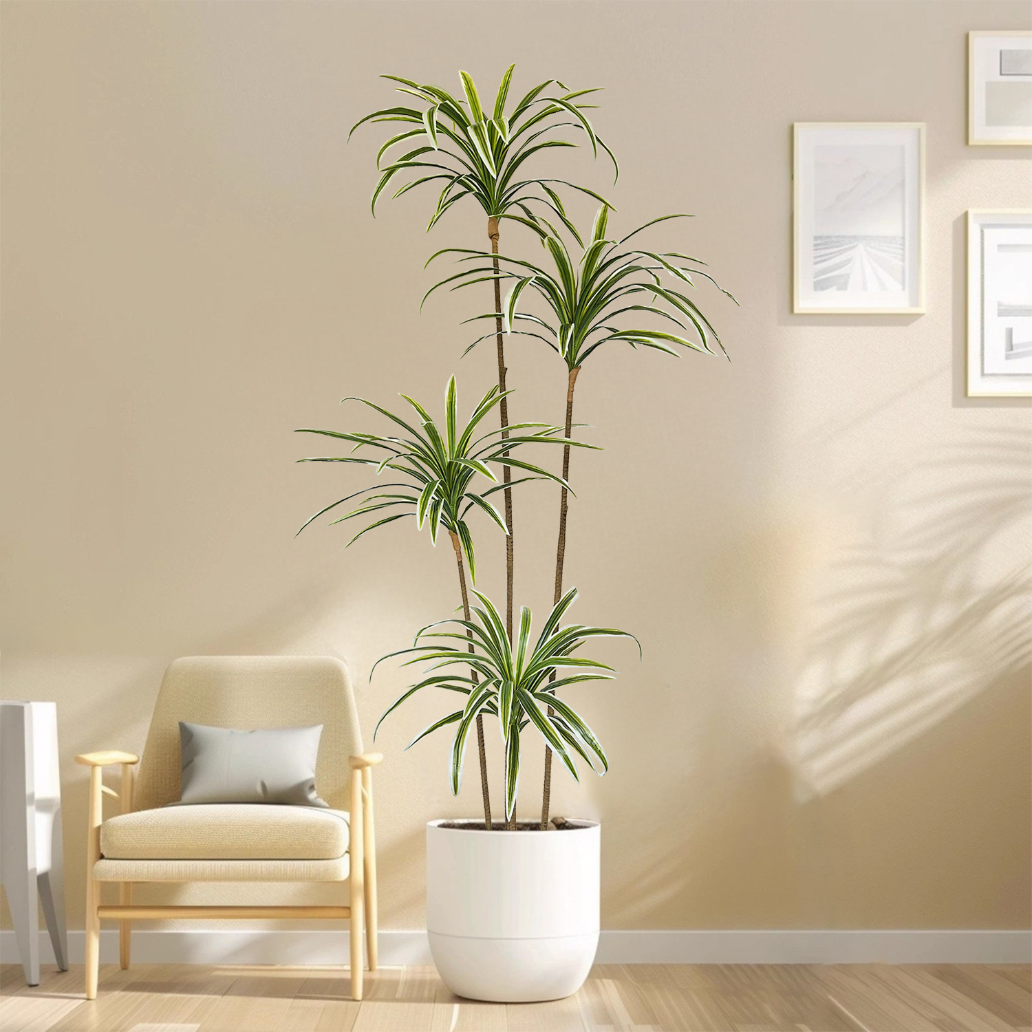 Tanaman Dracaena Marginata Bua - Dracaena Marginata ulasan dan harga