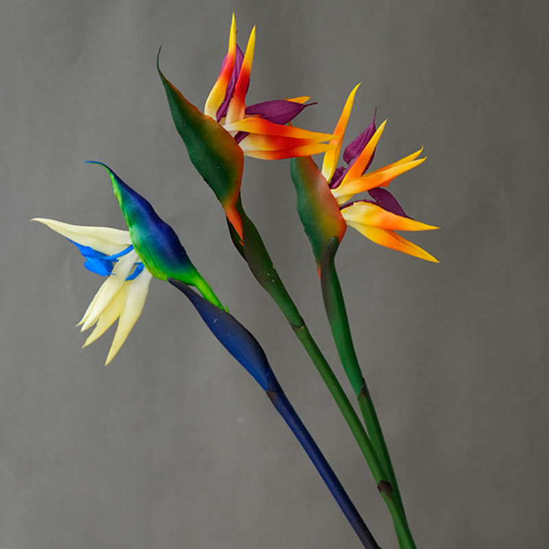 1 Buah Bunga Burung Surga Buat - Bird Paradise Strelitzia ulasan dan harga
