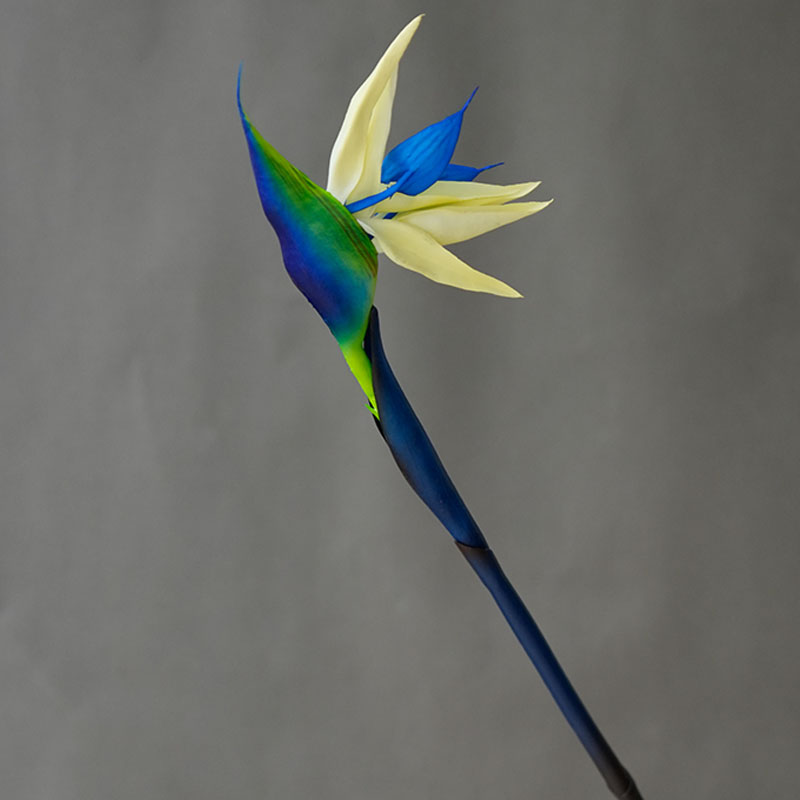 1 Buah Bunga Burung Surga Buat - Bird Paradise Strelitzia ulasan dan harga